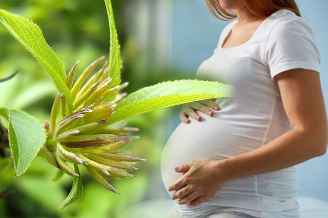 Công dụng cây Đỗ Trọng giúp an thai