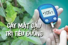 Bì thuốc cây mật gấu điều trị bệnh tiểu đường