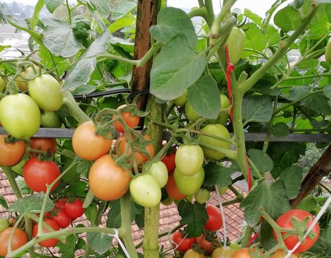 Thông tin, mô tả cây cà chua