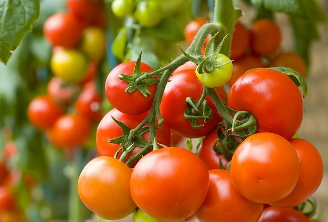Quả Cà chua có vị chua ngọt, tính mát, có tác dụng tạo năng lượng, tiếp chất khoáng,