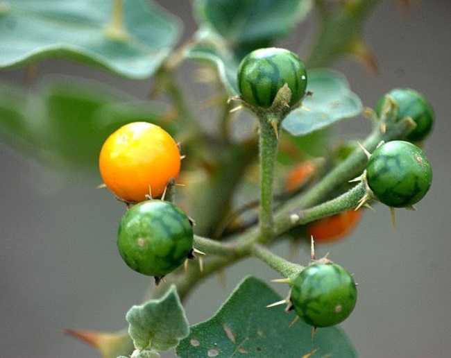 Thông tin, mô tả cây cà trái vàng
