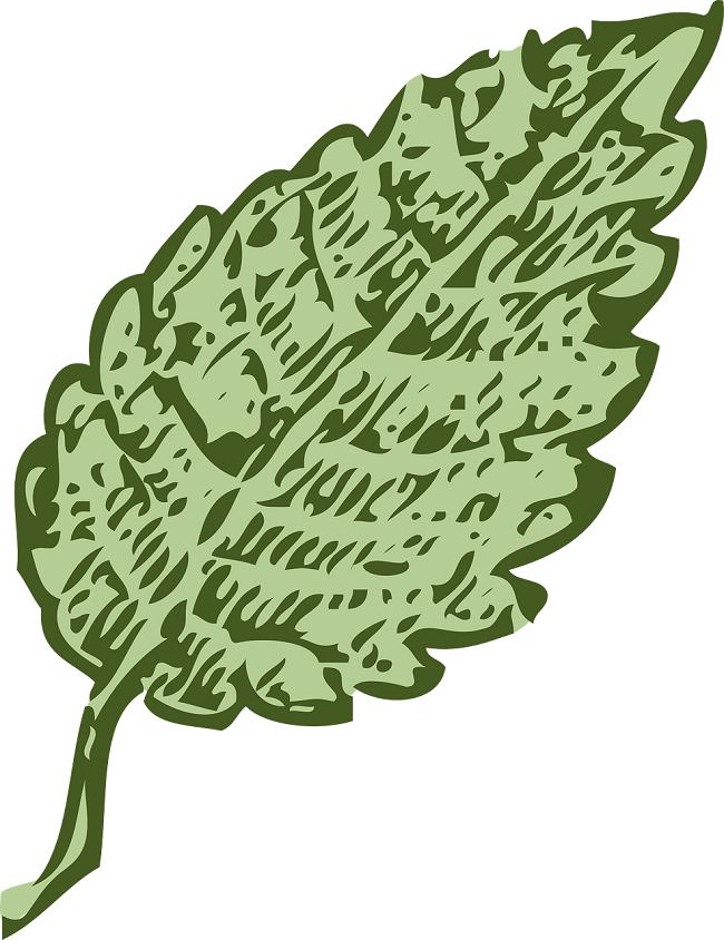 Hình ảnh mô tả lá cây đơn răng cưa
