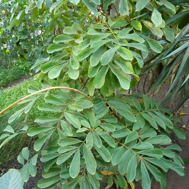 Thông tin, mô tả dây thuốc cá